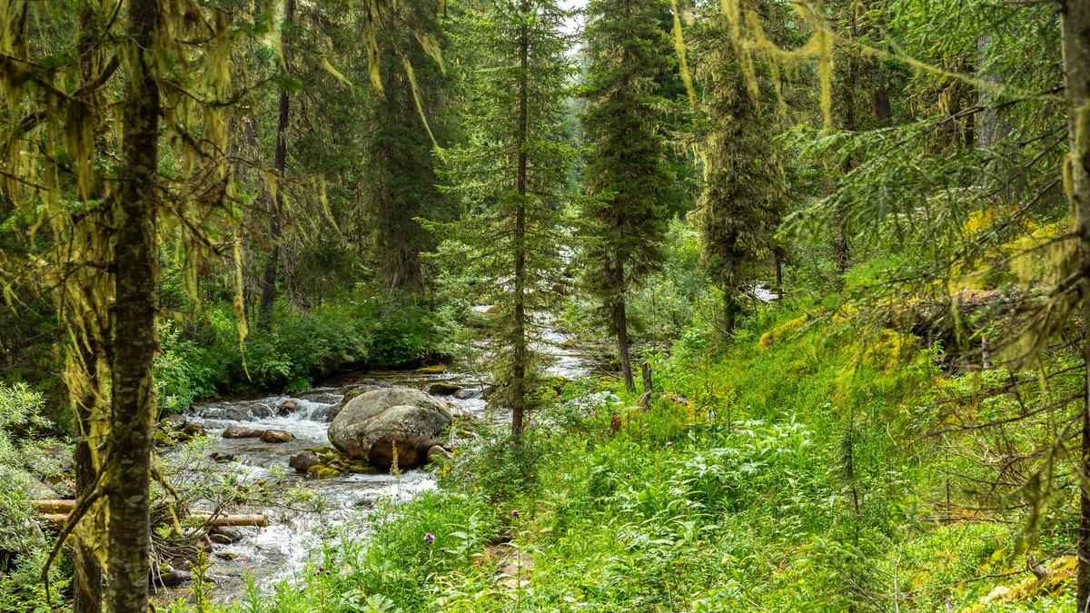 The Tunguska Event: The Explosion That Flattened a Forest From the Sky